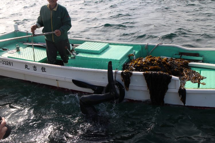 天然わかめの収穫