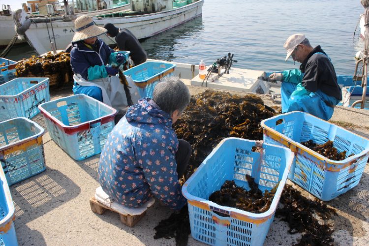 天然わかめの選別