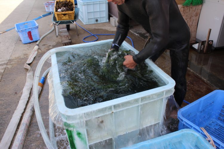 天然わかめの洗浄
