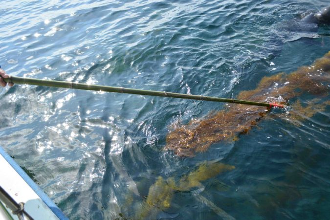 あかもくの収穫