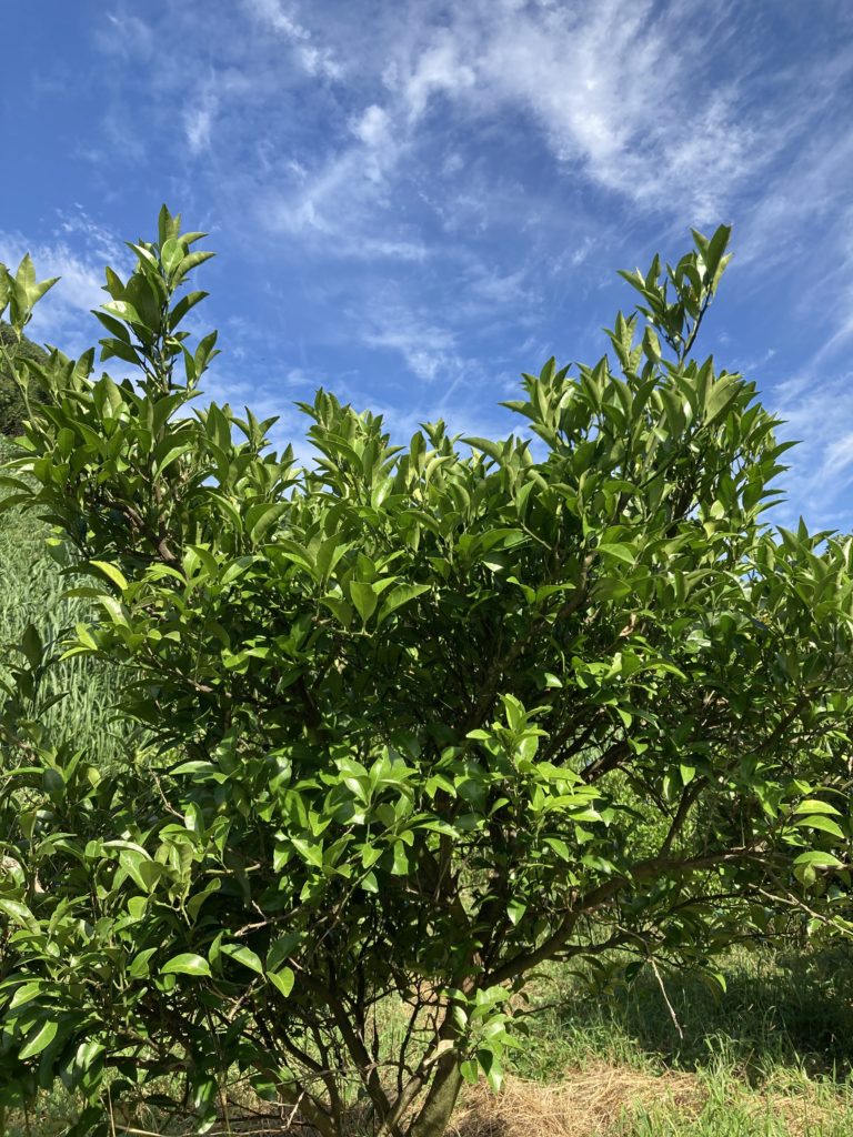 甘夏みかんの木