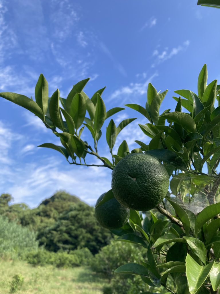 甘夏みかん
