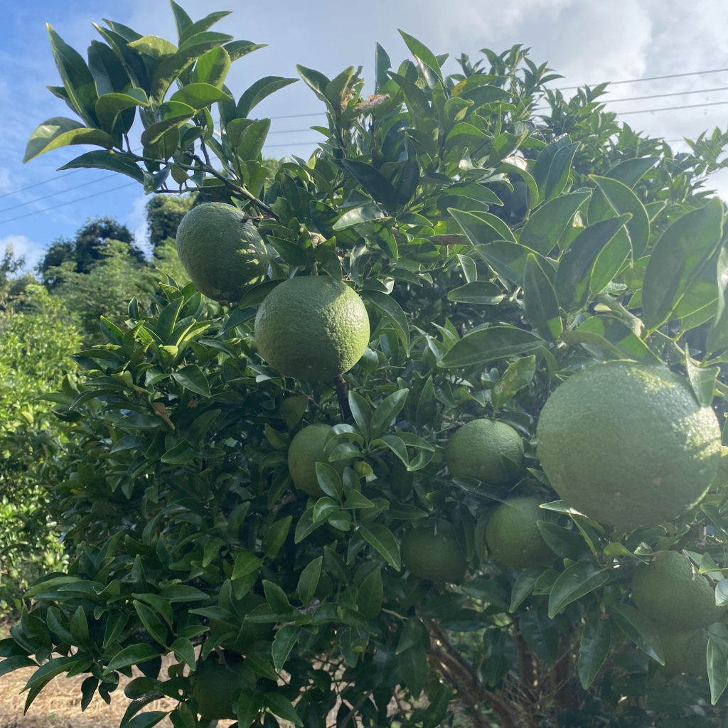甘夏みかん