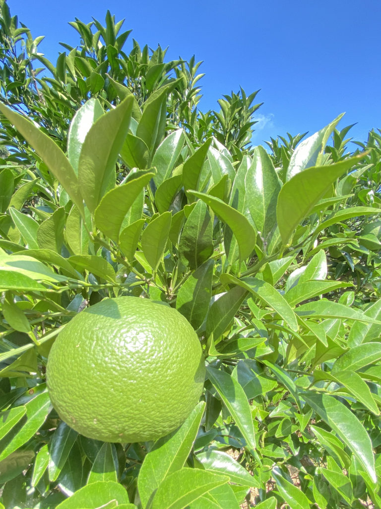 甘夏みかん