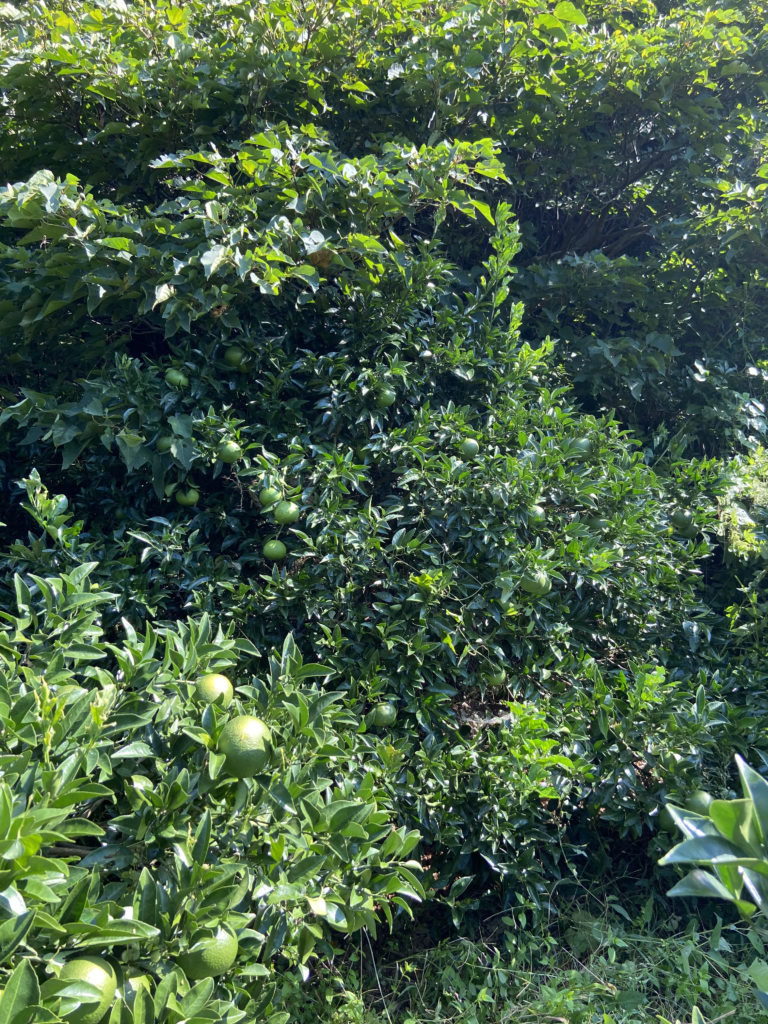 ツタをよけた後の甘夏みかん
