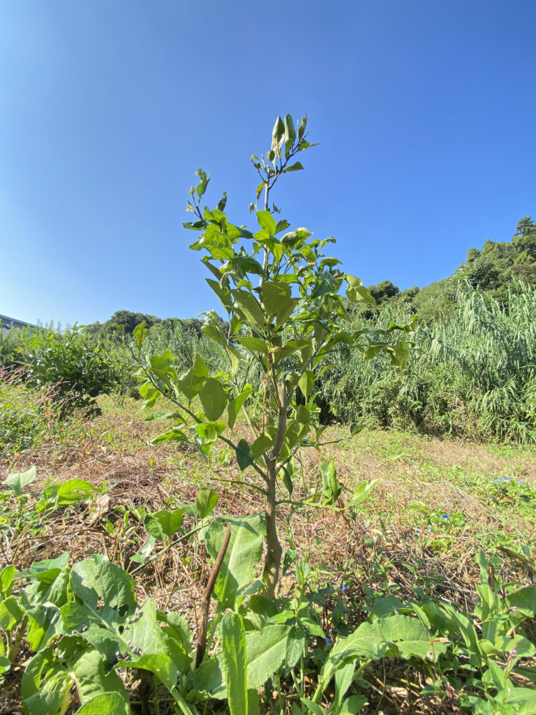甘夏みかんの苗