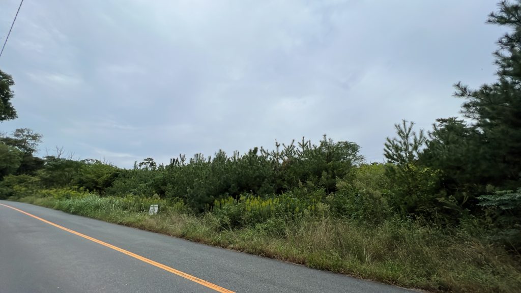 さつき松原清掃