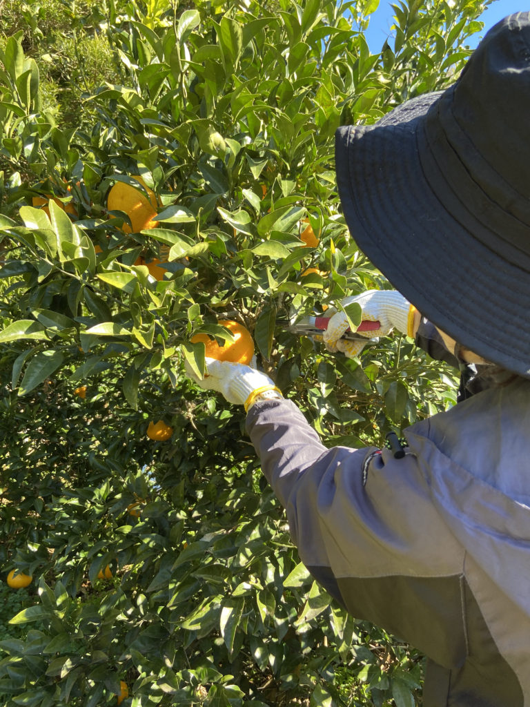 甘夏みかんの収穫