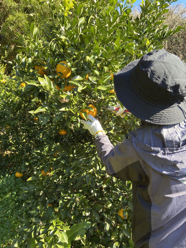 甘夏みかんの収穫