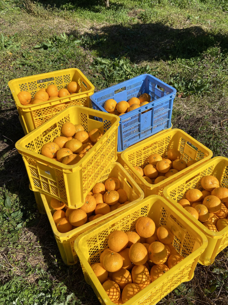 収穫した甘夏みかん