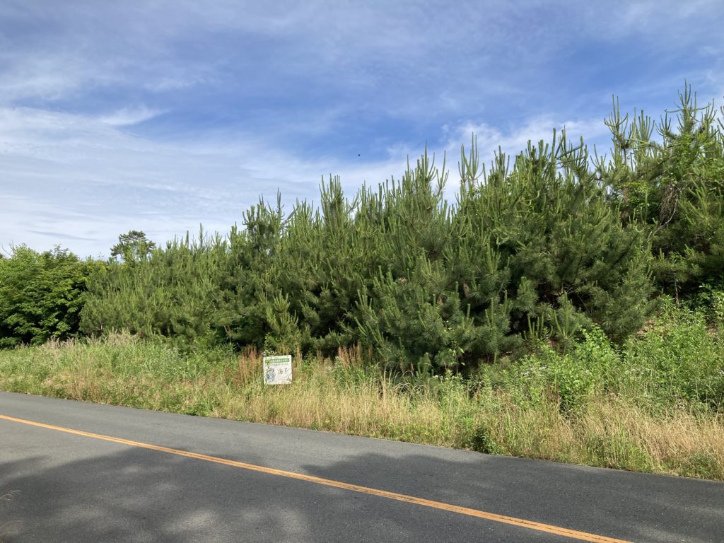 さつき松原清掃前