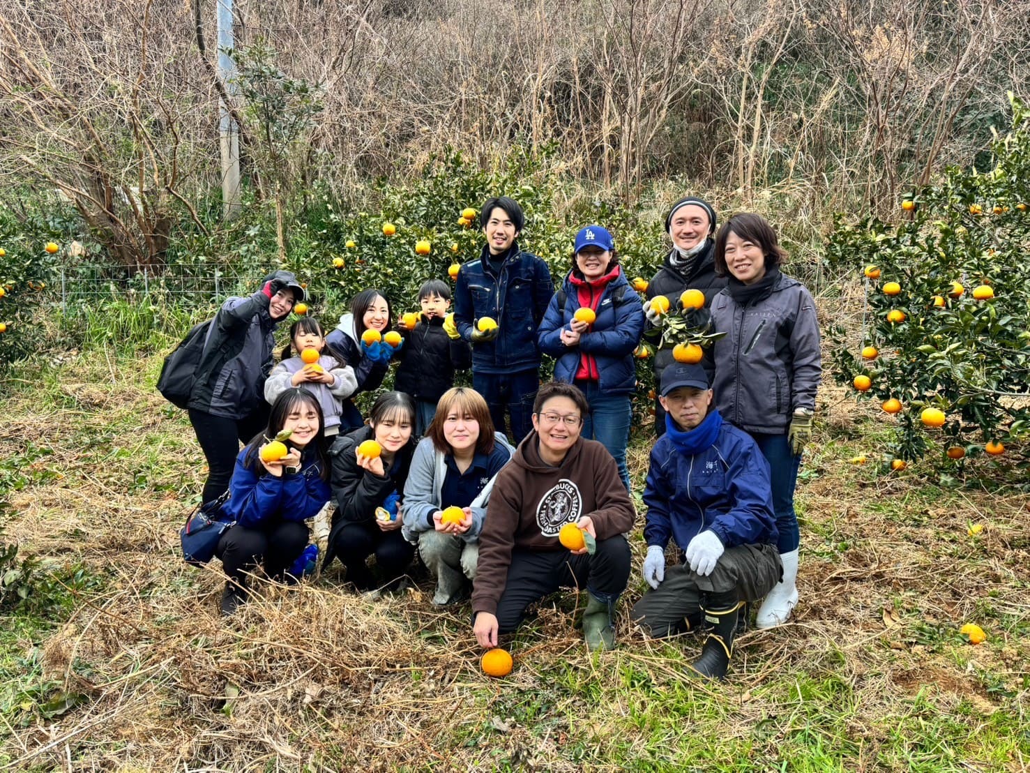 甘夏みかんの収穫