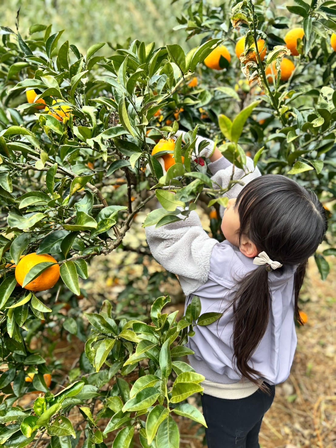 甘夏みかん収穫中