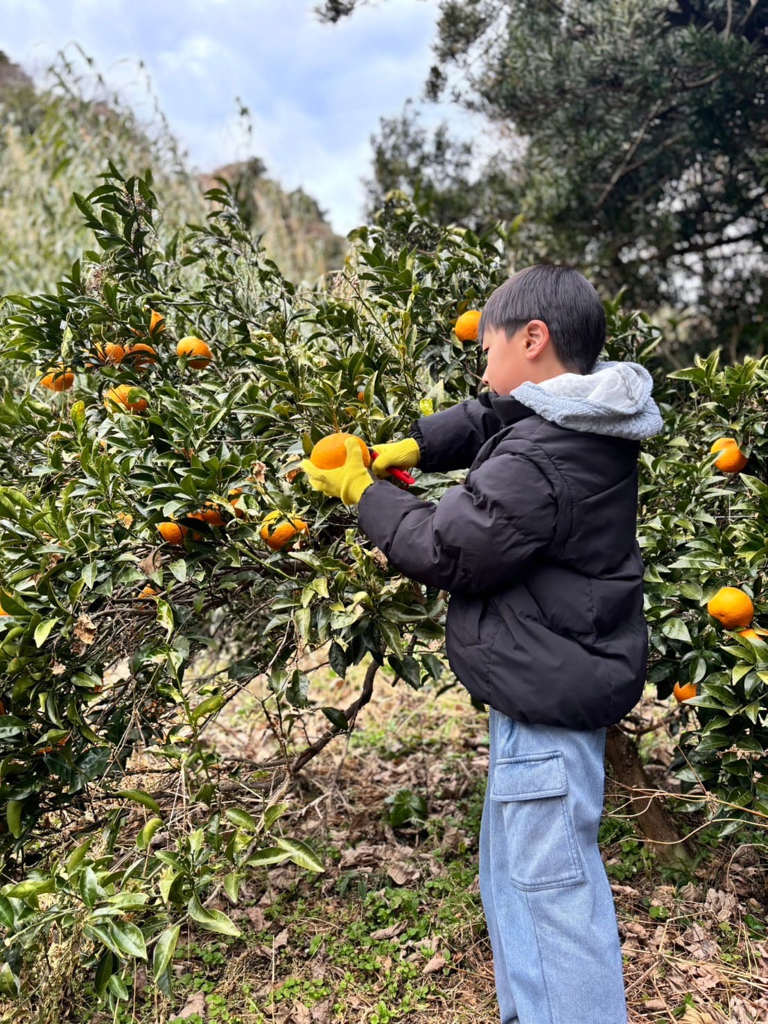 甘夏みかん収穫中