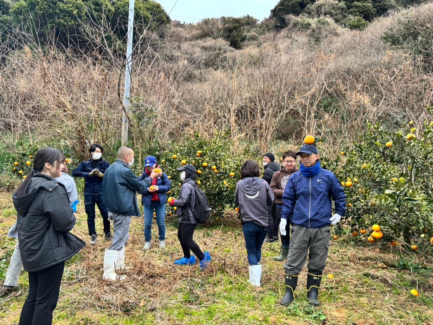 甘夏みかん収穫中