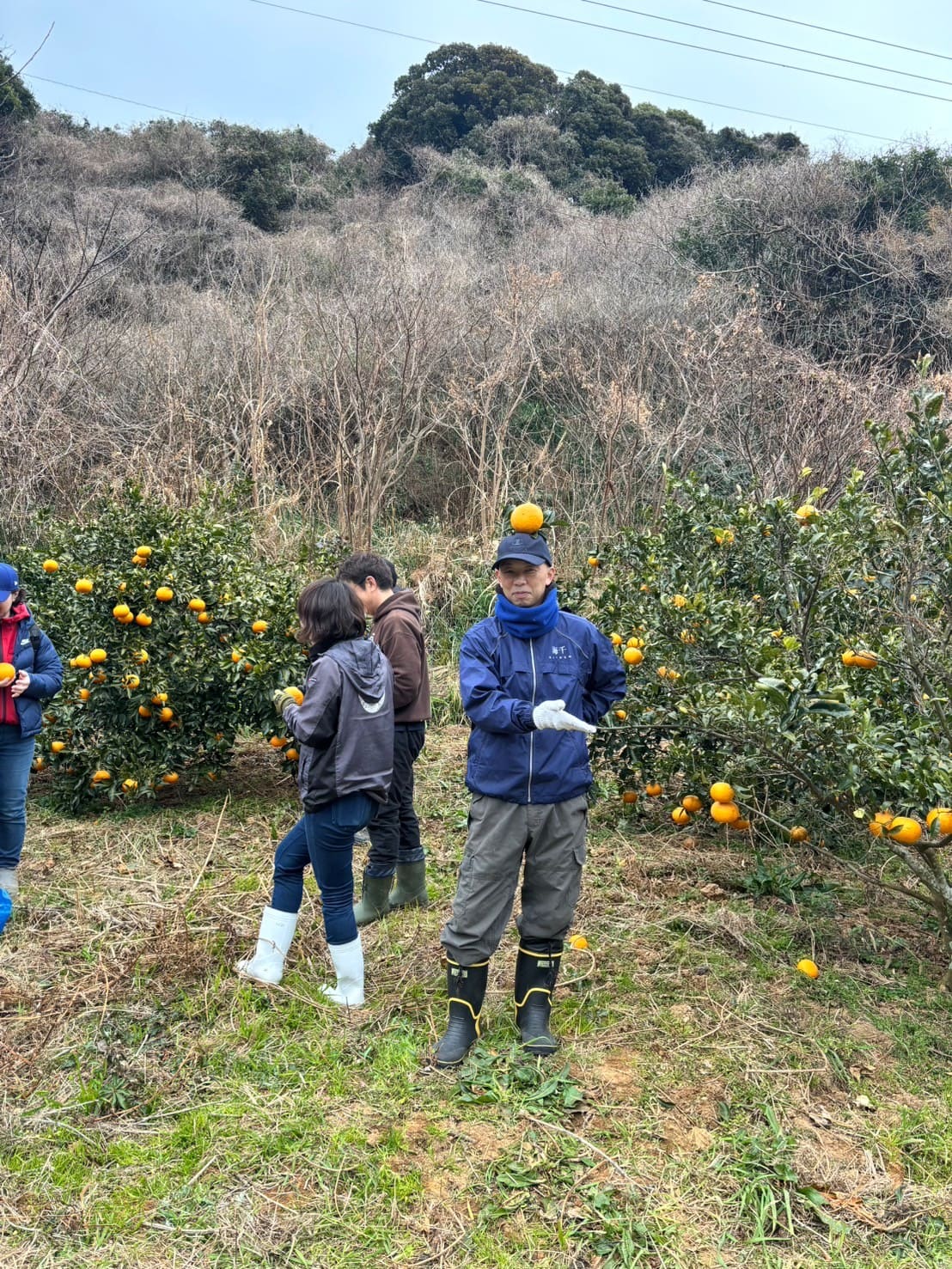 甘夏みかん収穫中